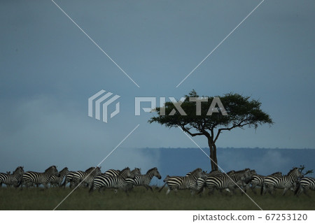 zebra in savannah in kenya zebra in savannah in kenya 67253120