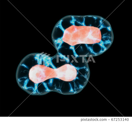 Cell Division Through Mitosis Cell Division Through Mitosis 67253140