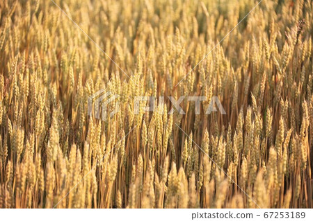 Golden ears of wheat 67253189