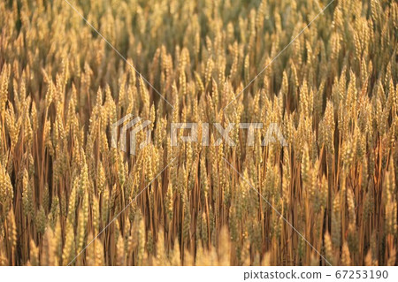 小麥的金耳朵 小麥的金耳朵 67253190