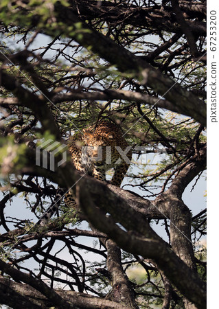 A leopard in savannah in kenya 67253200