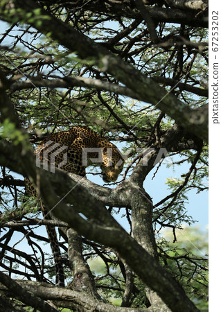 A leopard in savannah in kenya 67253202