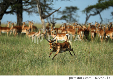 Group of impala in savannah Group of impala in savannah 67253213