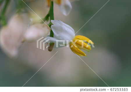 Nanten flowers 67253383