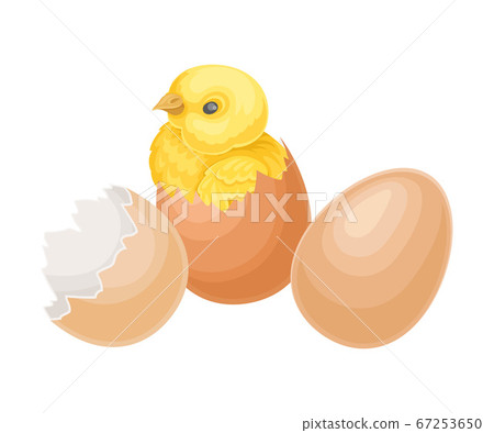 Cracked Eggshell with Yellow Chick as Hatching Process Vector Illustration 67253650