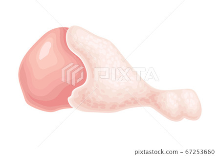 Raw Dressed Chicken Leg Isolated on White Background Vector Illustration 67253660