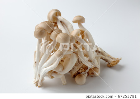 Bunashimeji 67253781