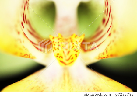 Close-up of Phalaenopsis orchid taken with a macro lens 67253783