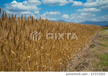 Wheat fields swaying in the wind Wheat fields swaying in the wind 67253993