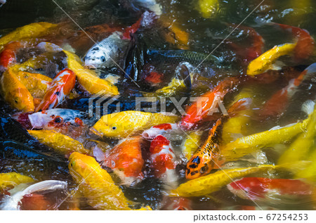 Flock of Koi Carps in a pond Flock of Koi Carps in a pond 67254253