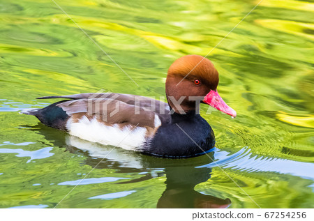 Red crested pochard swims in a pond Red crested pochard swims in a pond 67254256