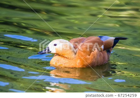 Ruddy shelduck swims in a pond Ruddy shelduck swims in a pond 67254259