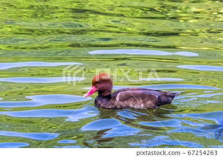 Red crested pochard swims in a pond Red crested pochard swims in a pond 67254263