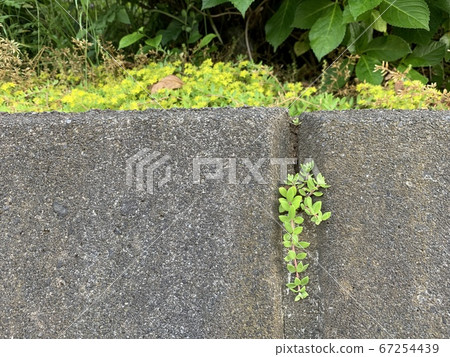 植物在牆上 植物在牆上 67254439