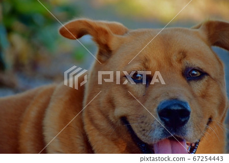 笑狗 笑狗 67254443