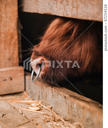 Bull with a nose ring looking through the wooden Bull with a nose ring looking through the wooden 67254526