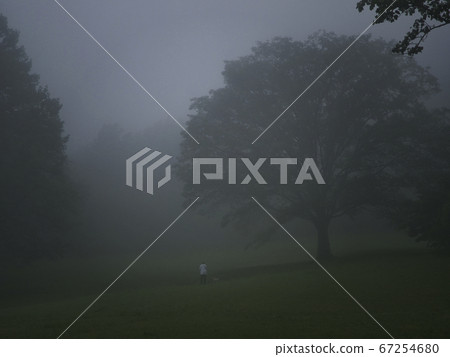 Dog walk in foggy forest in early summer 67254680