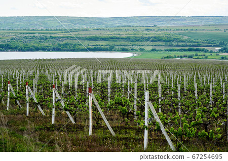 Growing vineyards in Moldova Growing vineyards in Moldova 67254695