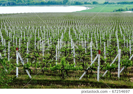 Growing vineyards in Moldova Growing vineyards in Moldova 67254697