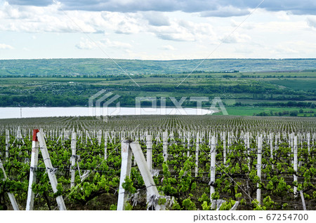 Growing vineyards in Moldova Growing vineyards in Moldova 67254700