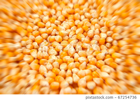 Popcorn seeds Popcorn seeds 67254736