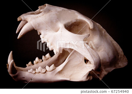 Dead mammal animal skull 67254940