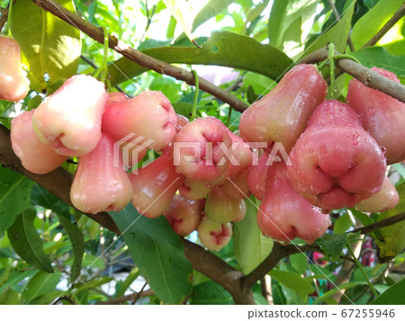 Rose apple fruit or the scientific name is Syzygium samarangense. Watery delicious fruit fresh harvested from the farm. Rose apple fruit or the scientific name is Syzygium samarangense. Watery delicious fruit fresh harvested from the farm. 67255946