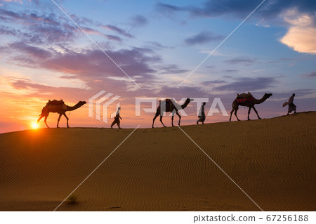 Indian cameleers camel driver with camel silhouettes in dunes on sunset. Jaisalmer, Rajasthan, India 67256188