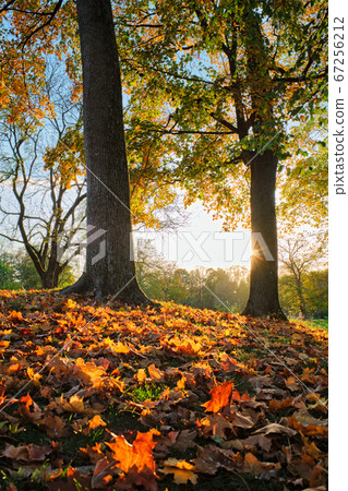 Golden autumn fall October in famous Munich relax place - Englishgarten. Munchen, Bavaria, Germany 67256212