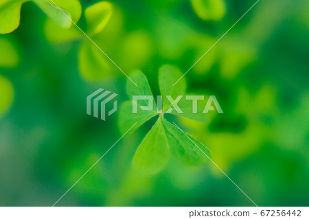 Several clover leaves macro on green blured background 67256442