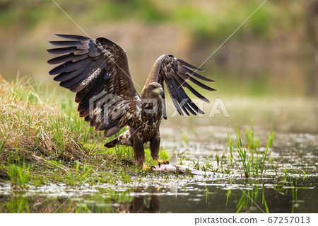 White-tailed eagle landing with spoil on the shore. 67257013
