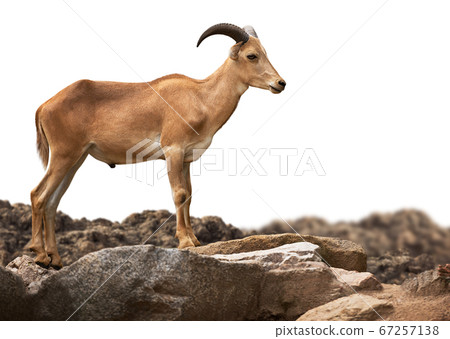 Barbary sheep standing on stone isolated 67257138