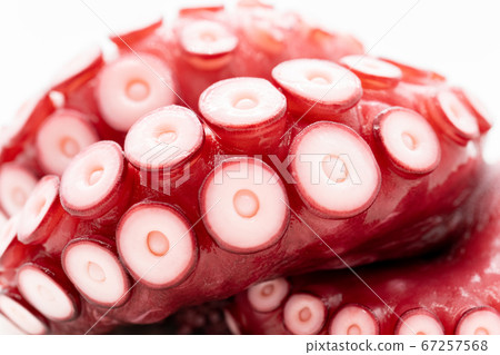 Octopus (boiled octopus) Octopus (boiled octopus) 67257568