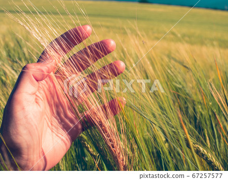 Inspecting barley crop plant in field. Rye field Inspecting barley crop plant in field. Rye field 67257577