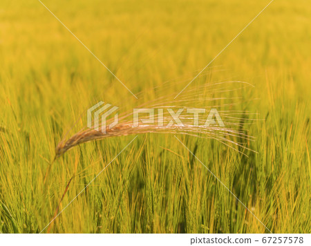 Ear of cereal in front of a field in summer. Ear of cereal in front of a field in summer. 67257578