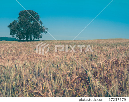 Rich solitaire tree on horizon and ruts in field. Rich solitaire tree on horizon and ruts in field. 67257579