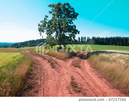 Crossroads of field roads. and single lime tree Crossroads of field roads. and single lime tree 67257580