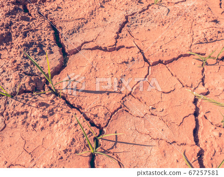 Corn plantation with thirsthy rusty soil Corn plantation with thirsthy rusty soil 67257581
