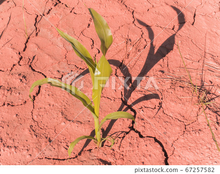 Dry commercial farm field Corn. Seedling corn Dry commercial farm field Corn. Seedling corn 67257582