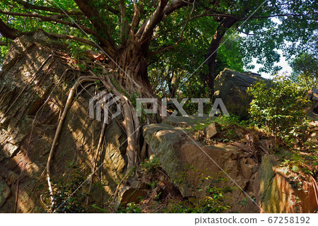 西平椿公園的巨樹 西平椿公園的巨樹 67258192