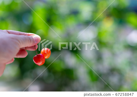 Cherry cherries Cherry cherries 67258847