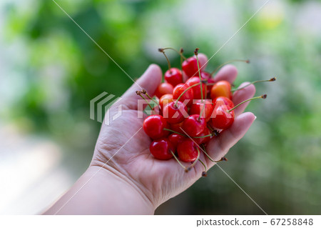 Cherry cherries 67258848