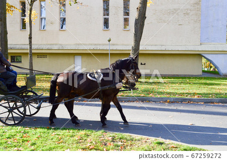 A beautiful black strong horse in harness pulls A beautiful black strong horse in harness pulls 67259272