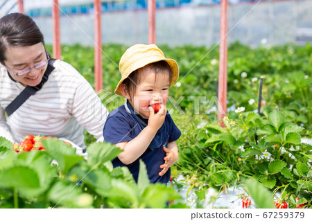 與家人父母和孩子一起採摘草莓 與家人父母和孩子一起採摘草莓 67259379