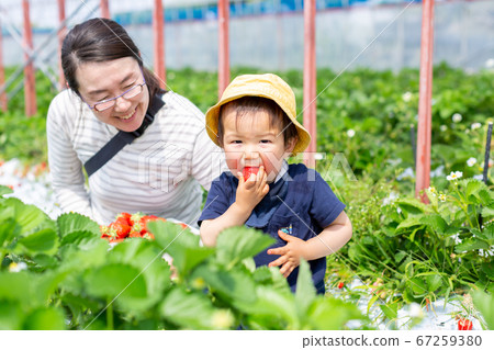 與家人父母和孩子一起採摘草莓 與家人父母和孩子一起採摘草莓 67259380
