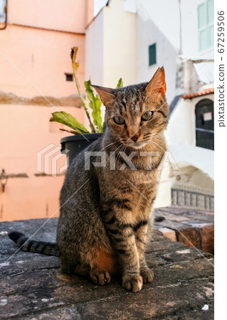 A sitting cat in Sanremo, Italy 67259506