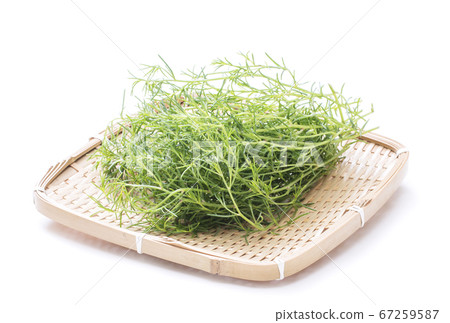 Okahijiki Healthy vegetables Healthy vegetables Highly nutritious vegetables Okahijiki Healthy vegetables Healthy vegetables Highly nutritious vegetables 67259587
