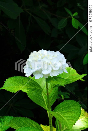 Hydrangea white vertical 67259643