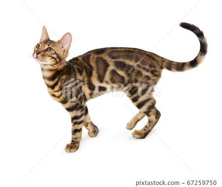 5 month store old bengal kitten