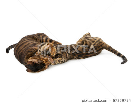 Two cats fight and bite each other Two cats fight and bite each other 67259754